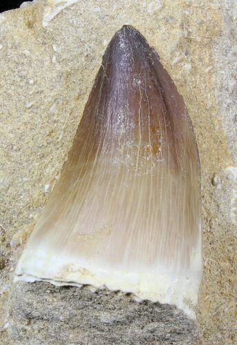 Mosasaur (Prognathodon) Tooth In Matrix #29577